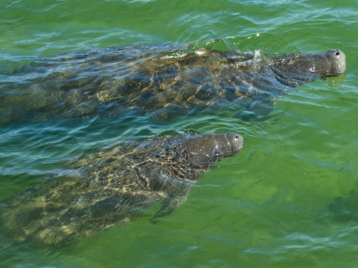 Things To Do Nature & Wildlife Tours